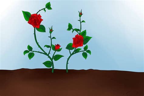 Rose Bushes Replant - Garden Plant