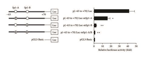 Mutation analysis of the predicted Sp1-binding sites. (a) Nucleotide ... 