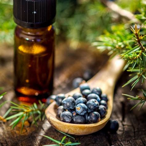 juniper berry essential oil  pure packaging size