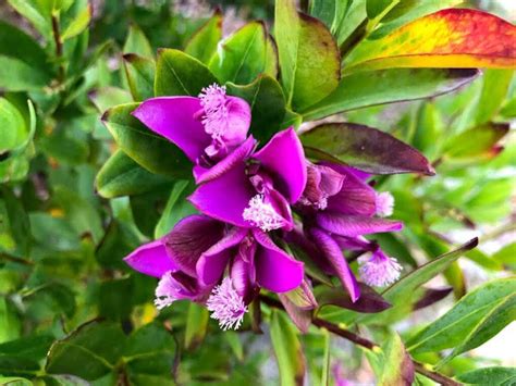 Arbusto Borboleta Polygala Myrtifolia