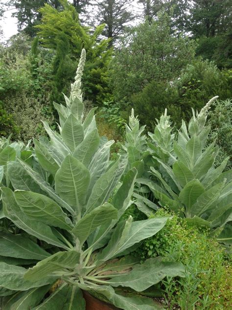 verbascum bombyciferum arctic summer xera plants