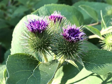 Wisconsin Wildflower | Burdock | Arctium minus | Common Common