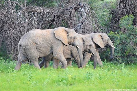 South African Wildlife (Photo Essay)Globerovers Magazine