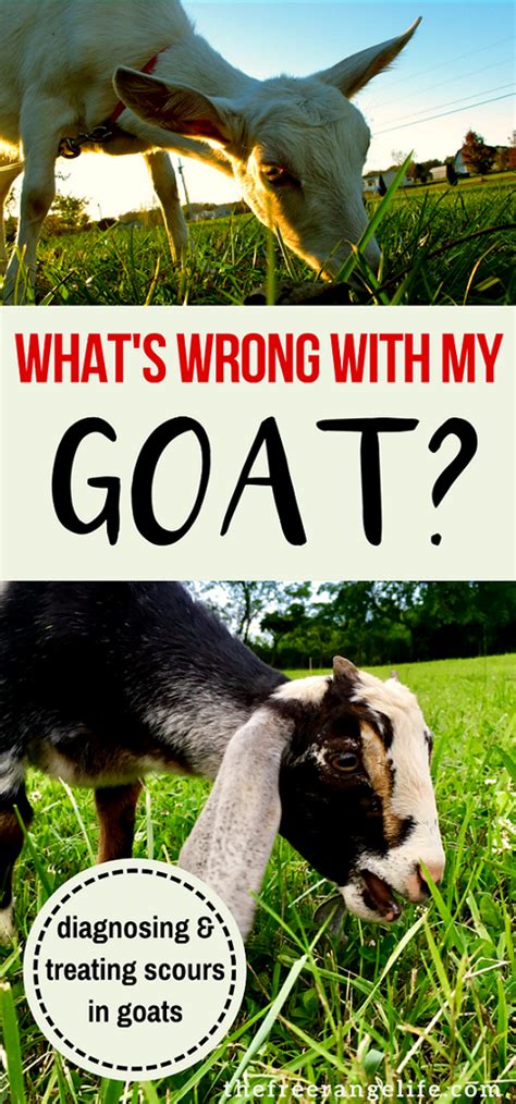 Diagnosing And Treating Scours In Goats Goats Raising Goats Pygmy Goat