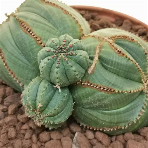 Euphorbia Obesa F Dicotomica Prolifera Rare Form Cm