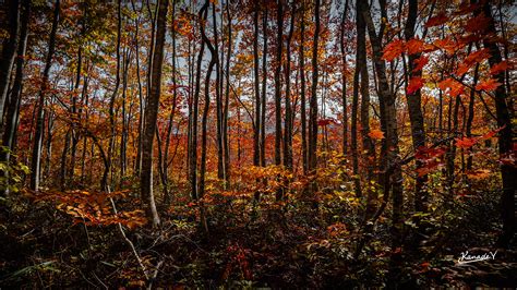 Autumn leaves in japan on Behance