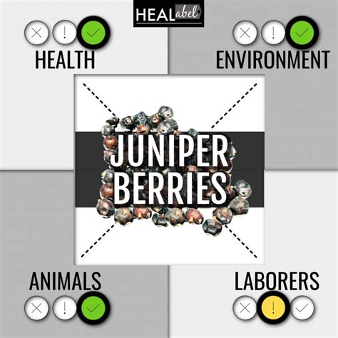 Top Juniper Berry Benefits + Side Effects