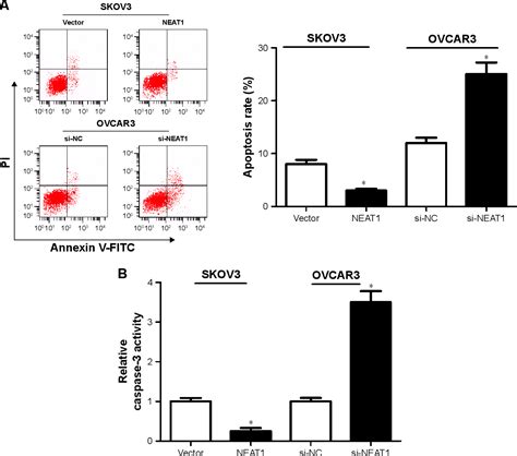 Figure 1 From Neat1 Regulates Cell Proliferation And Apoptosis Of