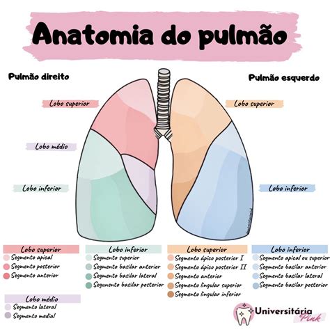 Apice E Base Do Pulmão - Pulmão: anatomia, função - Os pulmões - Planeta Biologia