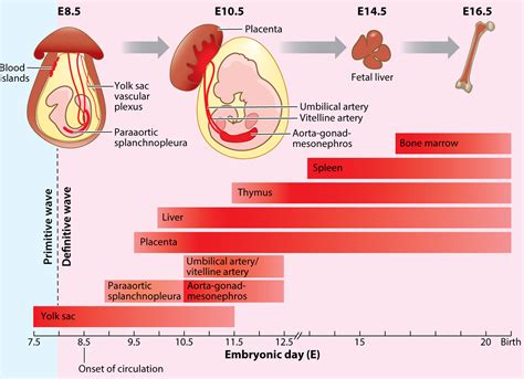 Regulation Of Hemogenic Endothelial Cell Development And Function