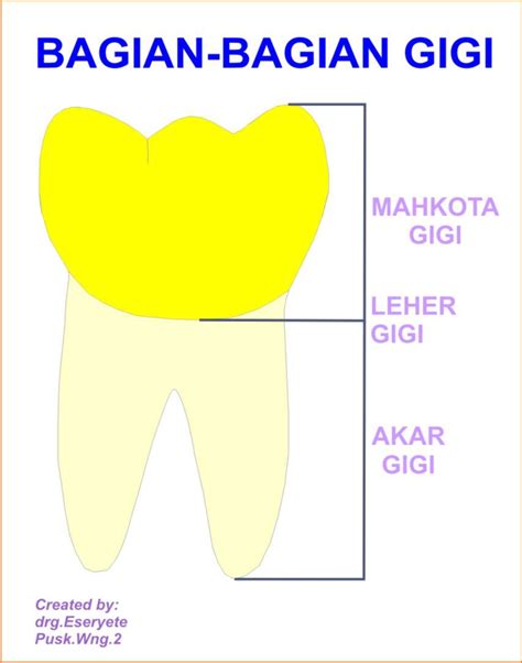 Pdgi Cabang Wonogiri Mengenali Gigi Kita