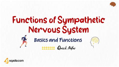 Functions Of Sympathetic Nervous System