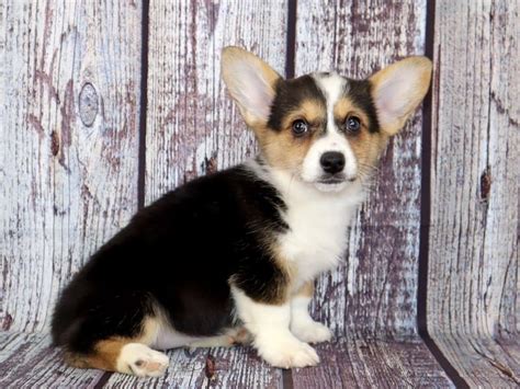 Pembroke Welsh Corgi Petland Oklahoma City And Tulsa