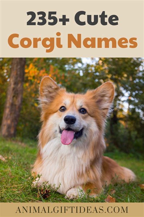 Strong corgi names – Artofit