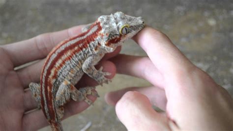 Red Striped Gargoyle Geckos Youtube