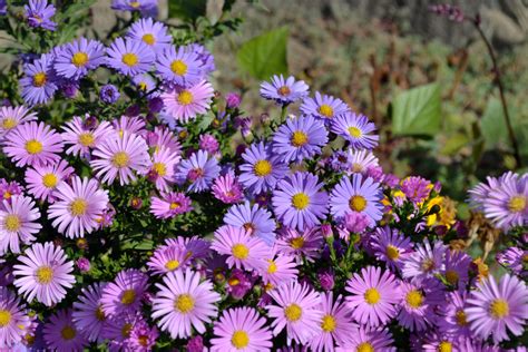 Gardener Shares 11 Head-Turning Aster Varieties For Late Summer Colour ...