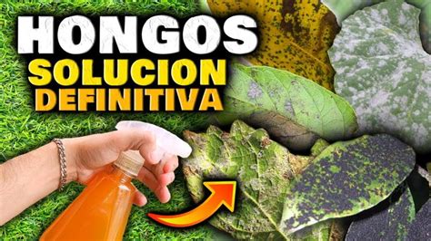 Elimina Hongos En Las Plantas En Minutos Y Para Siempre Fungicida Casero Para En 2024