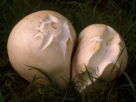 CALVATIA GIGANTEA