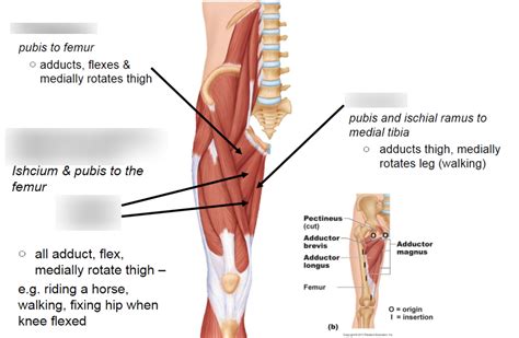 Medial Muscles Of The Thigh Diagram Diagram Quizlet