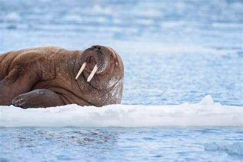 Ajardine La Morsa De La Naturaleza En Una Masa De Hielo Flotante De