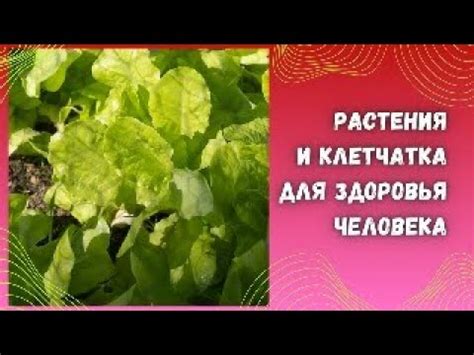 Значение растительной пищи и клетчатки для здоровья человека. - YouTube