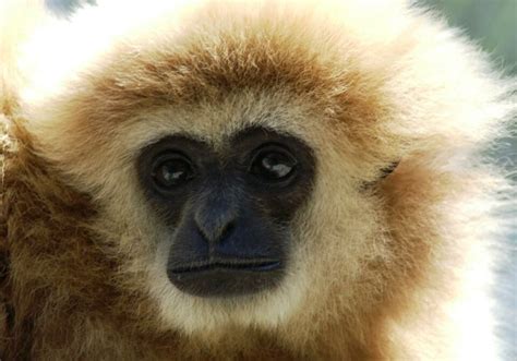 Meet Our Gibbons - International Primate Protection League