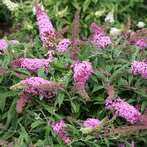 Pugster Pink® - Butterfly Bush - Buddleia x | Proven Winners