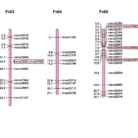 Phylogenetic Tree Of R R Mybs In The Genomes Of Six Rosaceae Species