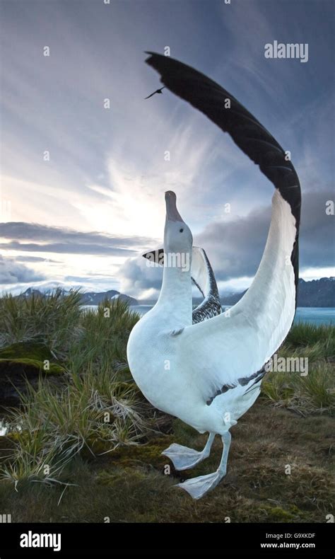 wandering albatross diomedea exulans engaged  mating display