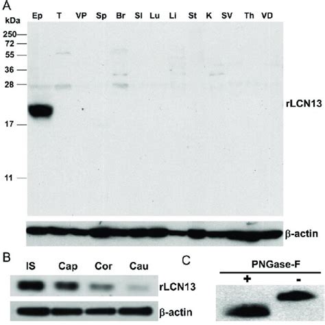 Initial Segment Epididymis Predominant Expression And Glycosylation Of