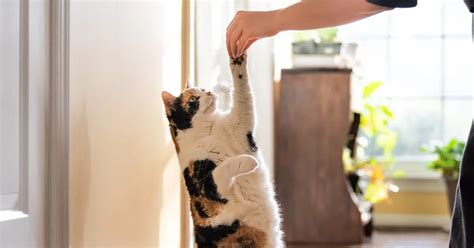 How To Train A Cat The Beginners Guide