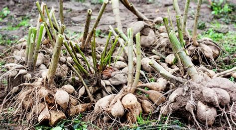 How To Overwinter Dahlias In Easy Steps