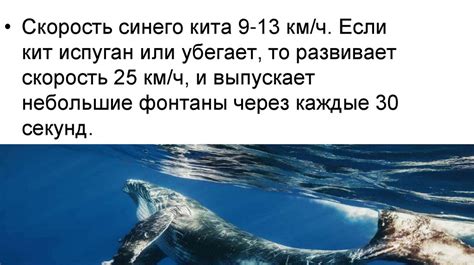Синий кит - презентация онлайн