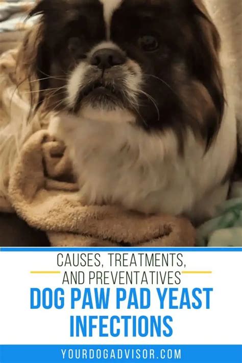 Dog Paw Pad Yeast Infection: Causes, Treatments, and Preventatives ...