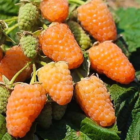 Малина Orange (7542): купувайте по поща в България | онлайн магазин ...