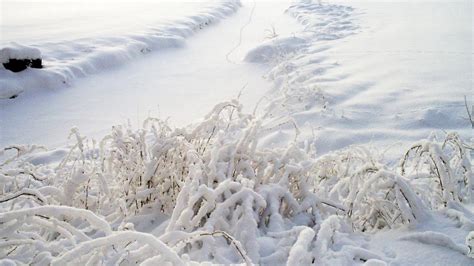 Wallpaper Snow Grass Winter Cover Hd Picture Image