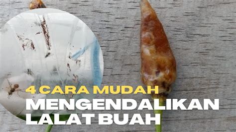 Cara Mengendalikan Lalat Buah Pada Cabe YouTube