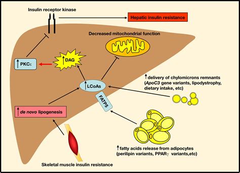 Diacylglycerol Activation Of Protein Kinase C And Hepatic Insulin