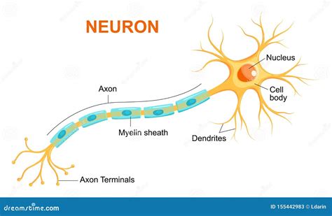 Illustration Of Neuron Anatomy Vector Infographic Neuron Nerve Cell