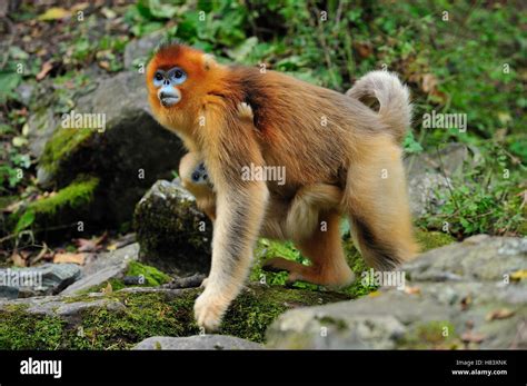 Golden Snub Nosed Monkey Rhinopithecus Roxellana Mother With Young