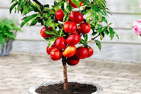 Alberi Da Frutta In Vaso Guida Alla Scelta Giusta Per Le Tue Esigenze