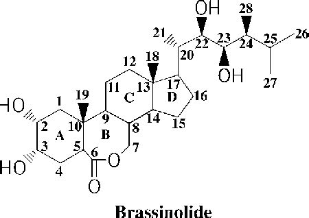 Figure 1 From BRASSINOSTEROIDS Essential Regulators Of Plant Growth