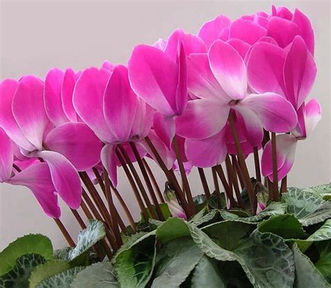 Цикламен: 50 фото, как ухаживать за цикламеном в домашних условиях