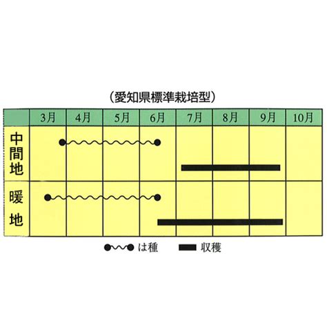 楽楽つるなし十六ささげ ささげ E 種や｜国内最大級の野菜種・花種・苗・農業資材の販売店