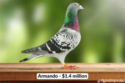 Top 5 Most Expensive Racing Pigeons Ever Sold