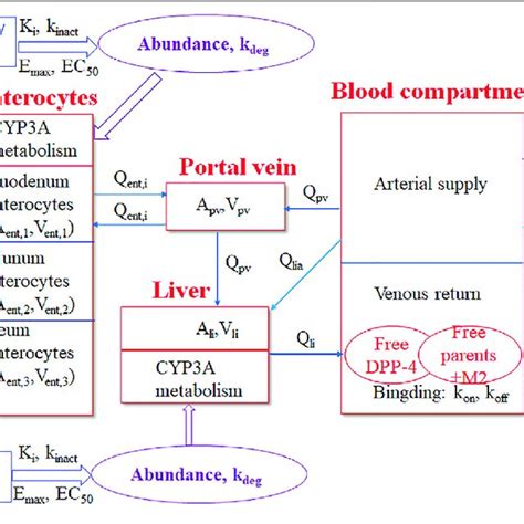 Schematic Representation Of The Pbpk Do Model For Saxagliptin In