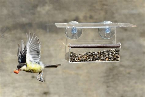 Bird feeder window with suction cups Soothing Nature Bird | Etsy