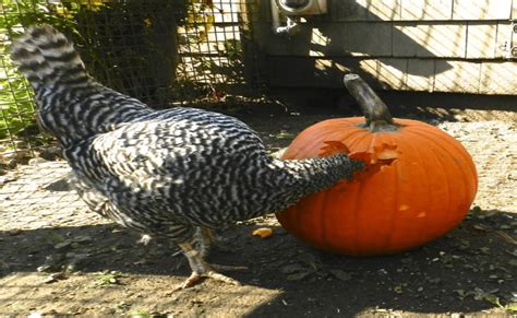 Chicken Pumpkin Carving Challenge On TikTok XH