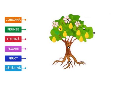 P R Ile Pomului Fructifer Labelled Diagram