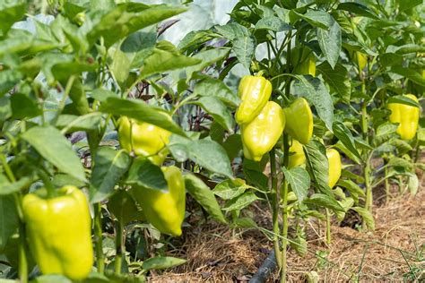 How To Identify And Control Common Pepper Pests